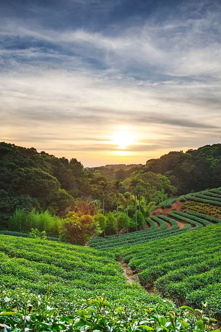 Tea Garden