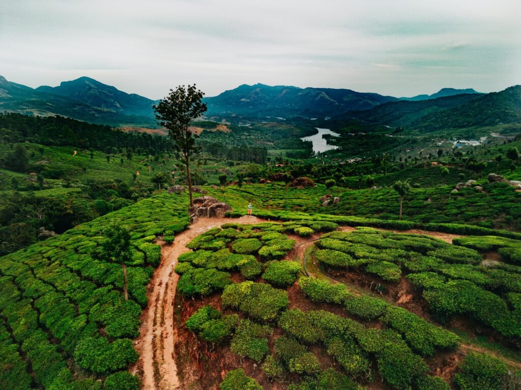 Aerial shot capturing the verdant tea plantations and rolling hills of Munnar, Kerala.